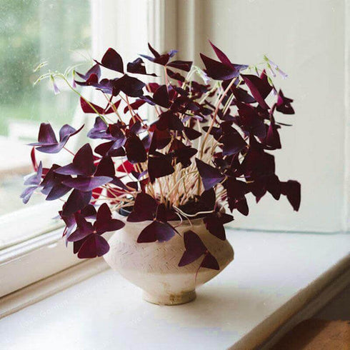 צמח אוקסליס